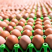 «No se debe cascar el huevo en el recipiente en el que se va a batir o cocinar»