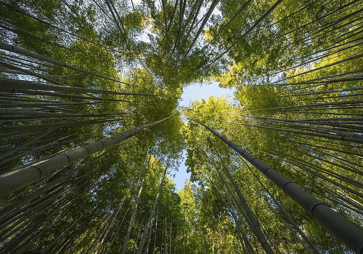 Cómo meditar en la naturaleza