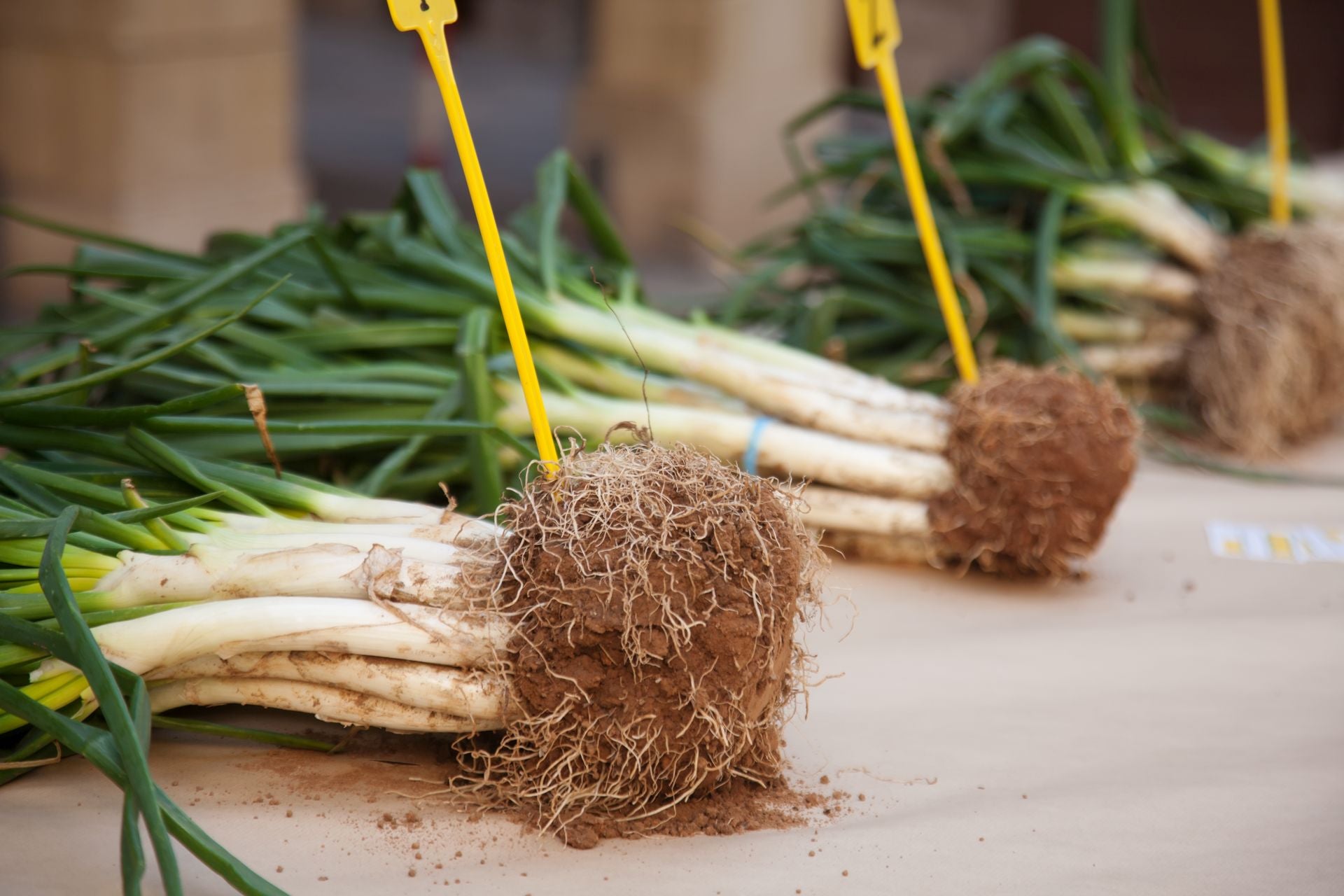 Los calçots son típicos de la cultura gastronómica catalana