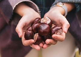 Tiempo de castañas: cuáles son sus beneficios y por qué es mucho más que un snak