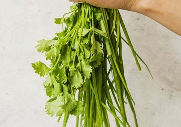 Cilantro: la hierba que divide al mundo entre el amor y el rechazo