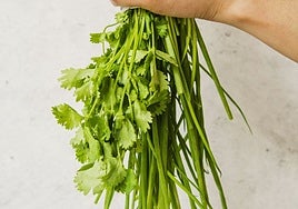 Cilantro: la hierba que divide al mundo entre el amor y el rechazo