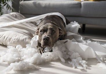 Llega la primavera: así le afecta a tu mascota el cambio de estación