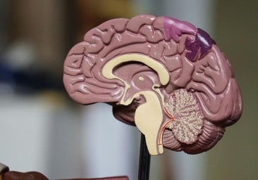 Ana Ibáñez: «Un cerebro que disfruta despliega mejor sus capacidades»