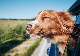 Viajar en Semana Santa con mascotas: cómo hacerlo de forma segura y sin estrés