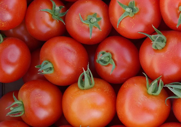 «Las personas con mayor ingesta de tomate presentan un menor riesgo de problemas de corazón»