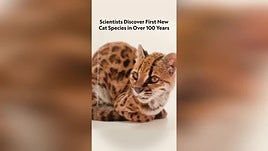 Descubren en Bolivia una nueva especie de felino, la primera en más de un siglo