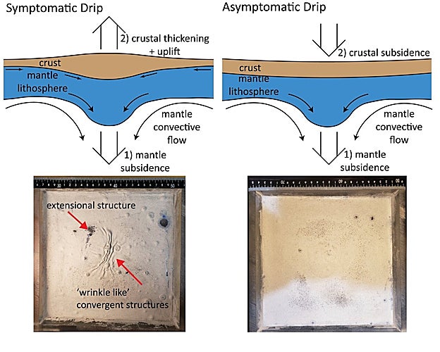 En la ilustración, dos tipos distintos de goteo litosférico. Uno produce engrosamiento y levantamiento de la corteza terrestre, mientras que el otro da como resultado la formación de una cuenca en la superficie