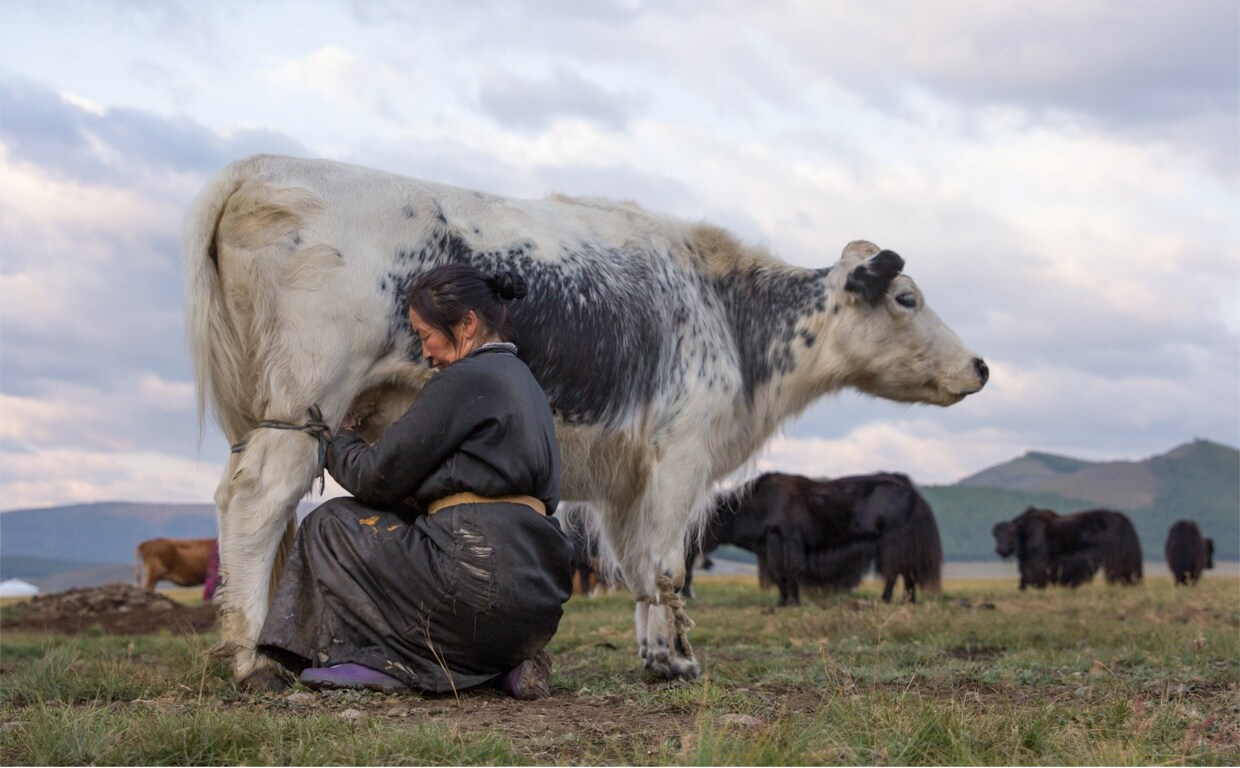 Una mujer ordeña un yak en el norte de Mongolia