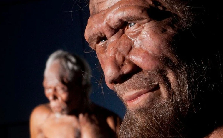 El cerebro neandertal crecía más rápido y cometía más errores