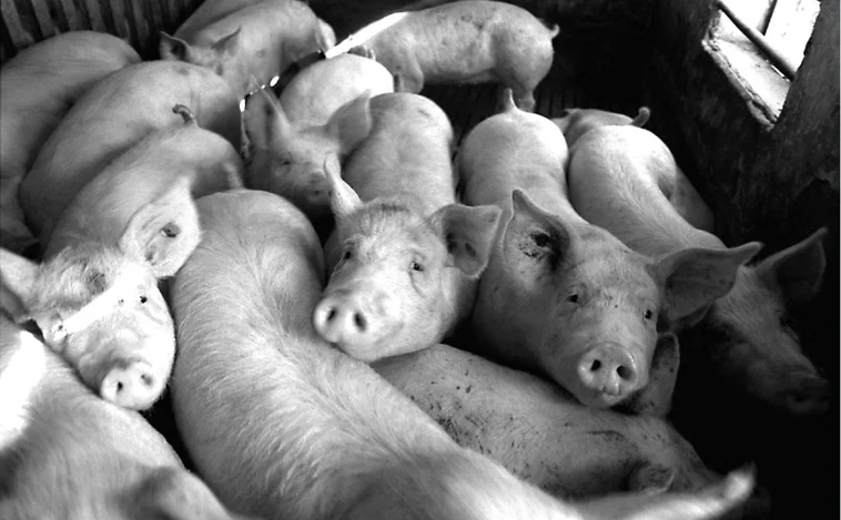 'Resucitan' los órganos de un cerdo una hora después de su muerte