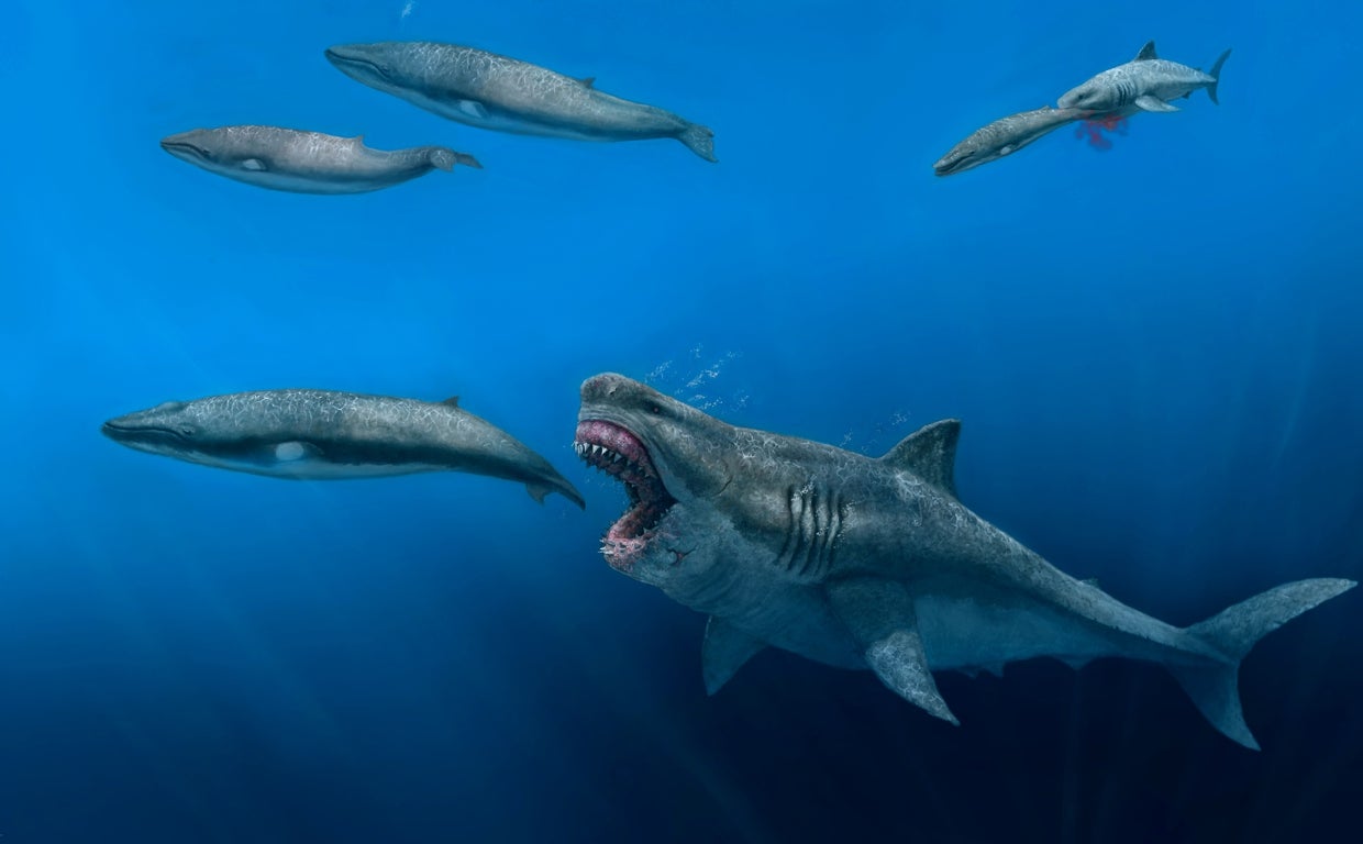 El megalodón reconstruido (Otodus megalodon) medía 16 metros de largo y pesaba más de 61 toneladas. Se estimó que podía nadar a unos 1,4 metros por segundo