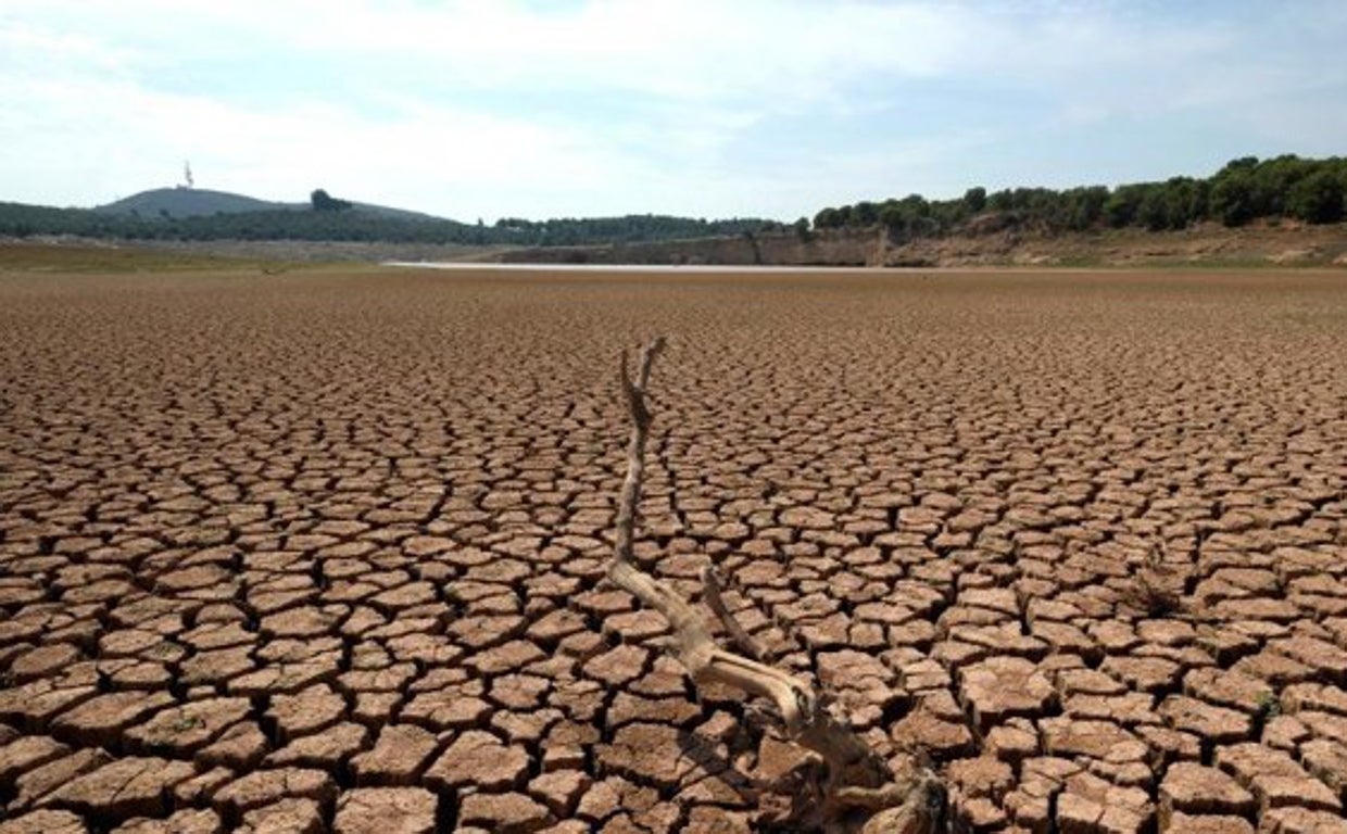 Los restos de un árbol muerto se muestran en el depósito de agua casi vacío cerca de Castellón, España