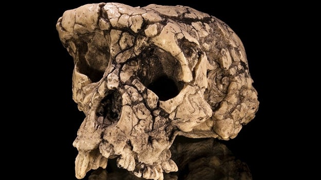 Cráneo de Toumaï, el S. tchadensis