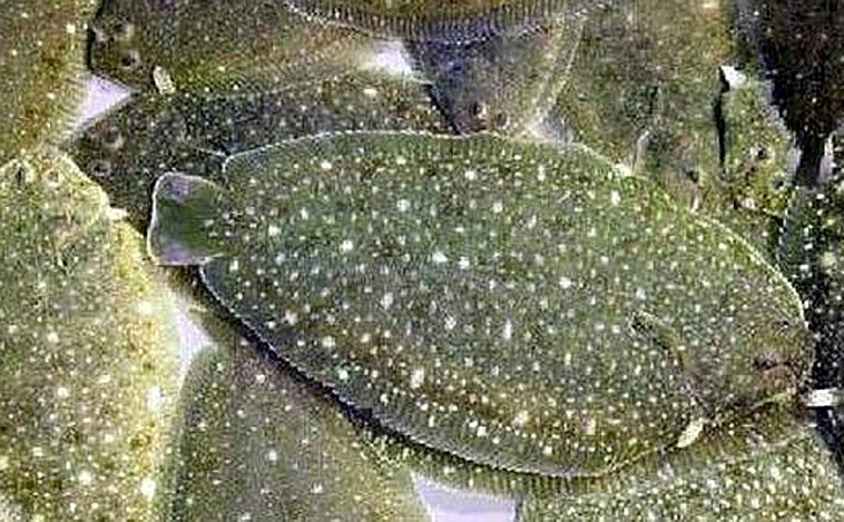 ¿Por qué el lenguado común tiene los dos ojos prácticamente juntos?