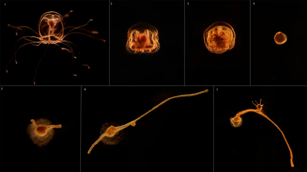 Ciclo de transformación en el que la medusa inmortal da marcha atrás en su reloj biológico tras alcanzar la madurez sexual y renace
