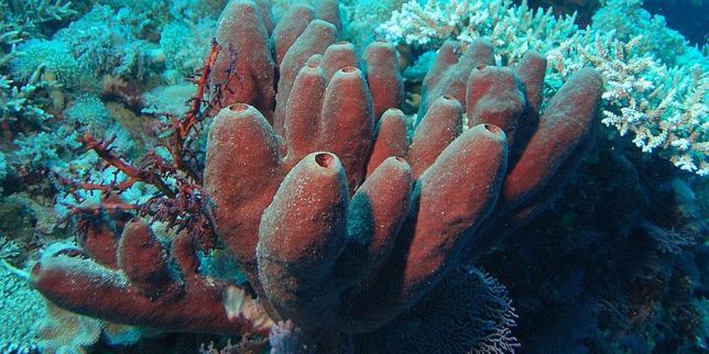 the secrets of the ocean filter feeders TIme News