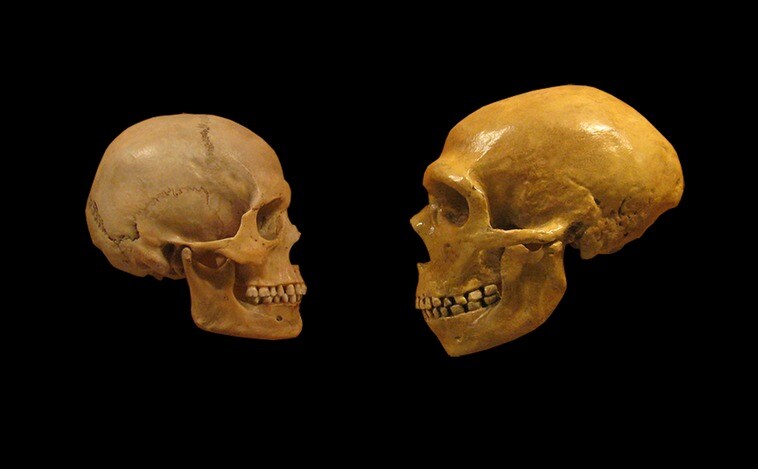Un sutil cambio en un único gen permitió a los humanos modernos generar más neuronas que los neandertales