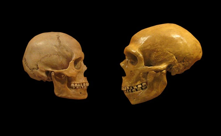 El gen que nos hizo más inteligentes que los neandertales