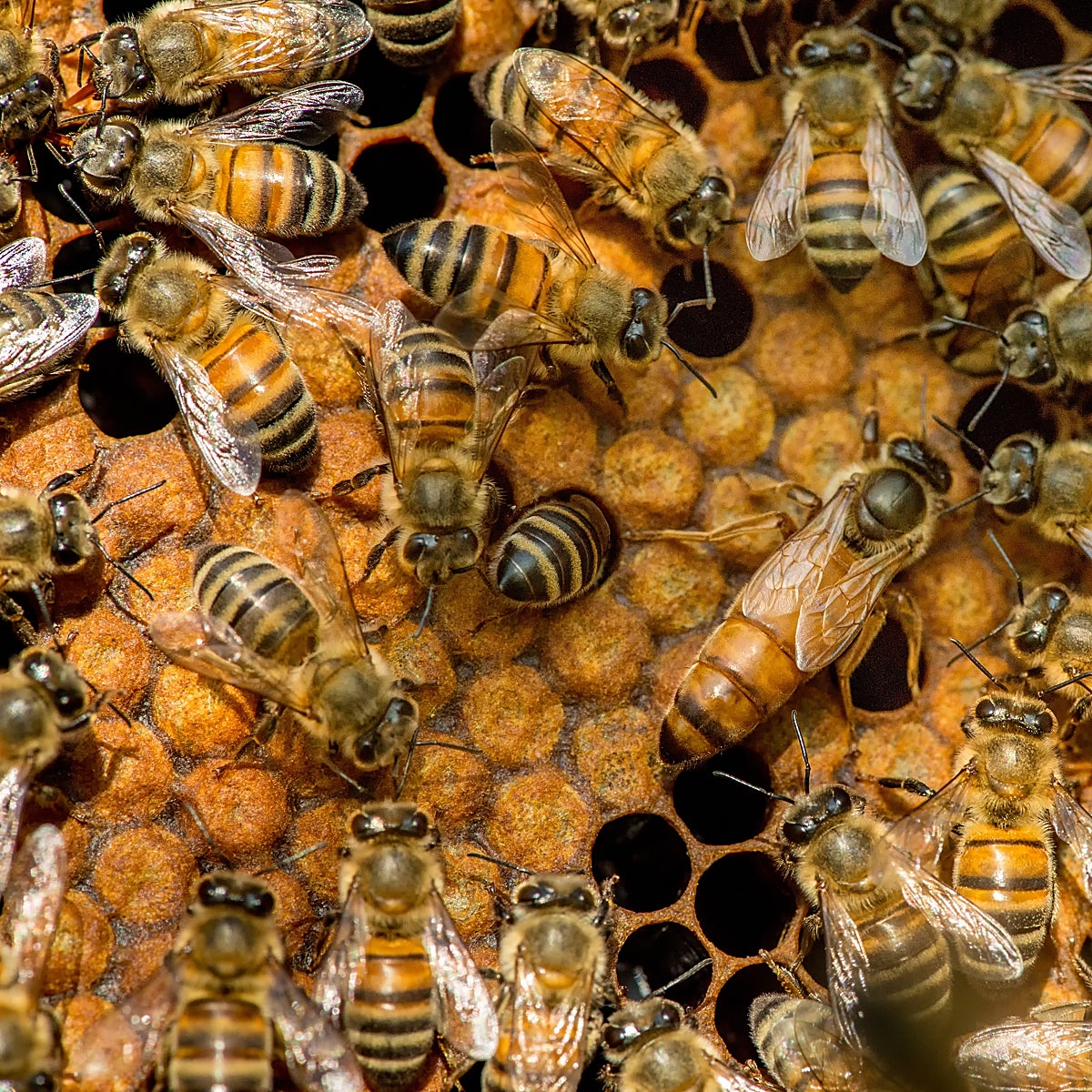 ¿Qué hace que una abeja se convierta en reina?