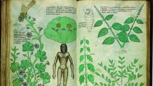 El Tractatus de Herbis (Sloane 4016) es un manuscrito de 109 folios de pergamino de gran formato, ilustrado con casi 500 representaciones policromadas de plantas y animales durante la Edad Media