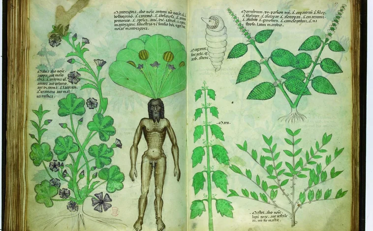 Códices iluminados: los libros donde se reflejaban plantas para expulsar al demonio