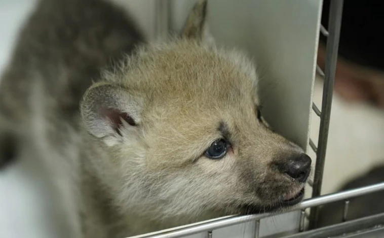Ella es Maya, la primera loba ártica clonada por china