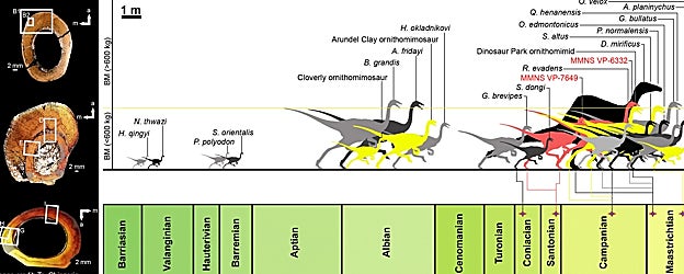 Secciones transversales paleohistológicas de elementos seleccionados de (A) individuos de cuerpo grande y (B) de cuerpo mediano de los ornitomimosaurios Eutaw, y (C) tamaño corporal relativo de los ornitomimosaurios Eutaw dentro de taxones de ornitomimosaurios conocidos a lo largo de un tiempo geológico