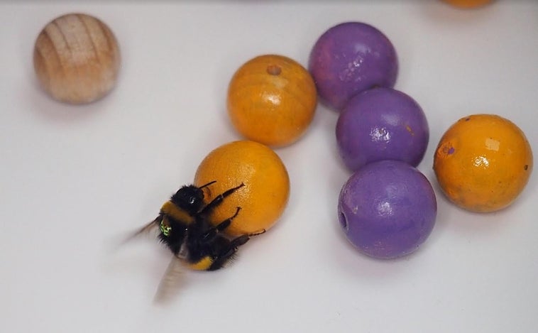 ¿Juegan los abejorros con canicas de madera?