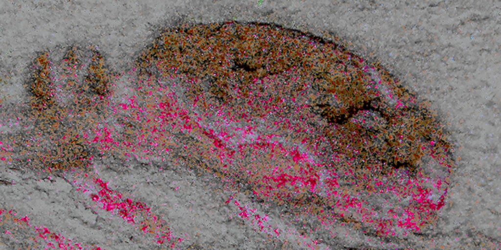 La scoperta di un minuscolo cervello di oltre 500 milioni di anni sfida i libri di testo