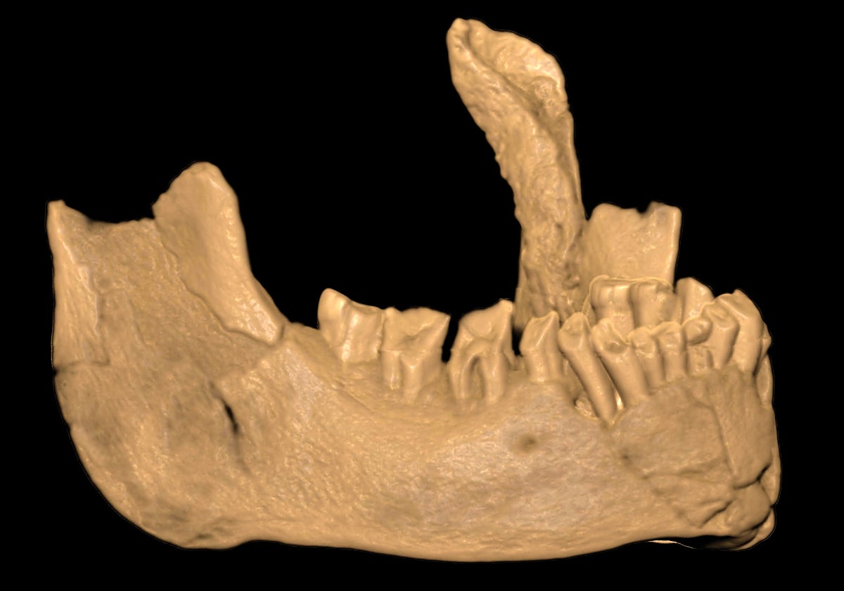 Un fósil ubica al primer europeo moderno en Cataluña