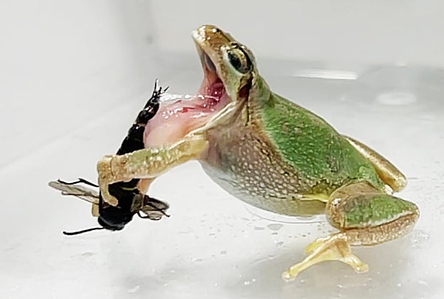 Una rana arborícola escupe una avispa macho que le ha picado en la lengua