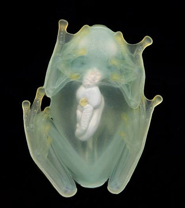 Una rana de cristal macho fotografiada desde abajo usando un flash, mostrando su transparencia