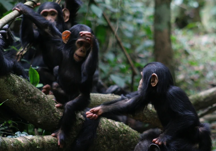 Súbete a mi espalda, aséame o aléjate: entendemos los gestos de los chimpancés de forma innata