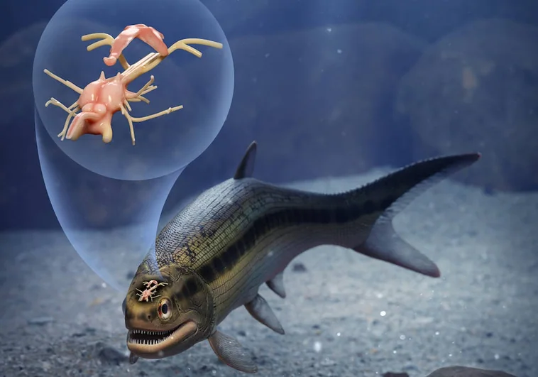 Un pez de 319 millones de años revela el cerebro fosilizado de un vertebrado más antiguo hallado hasta la fecha