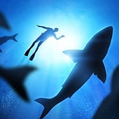 2022, el año con menos ataques de tiburones en una década: dónde, cuándo y por qué se han producido