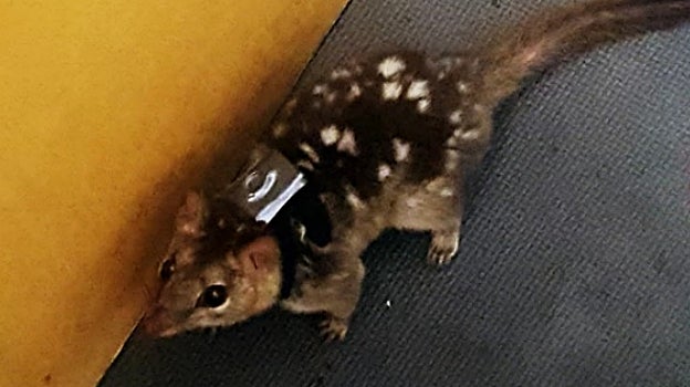 Un ejemplar con su mochila rastreadora