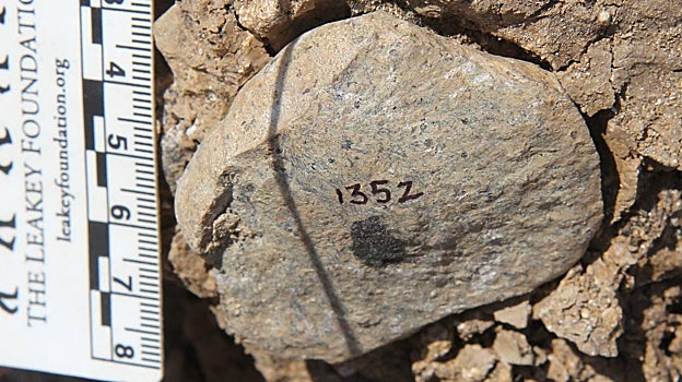 Escama olduvayense en el yacimiento de Nyayanga