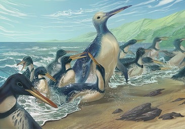 El pingüino más grande que jamás haya existido: un 'pájaro monstruo' tan pesado como un gorila