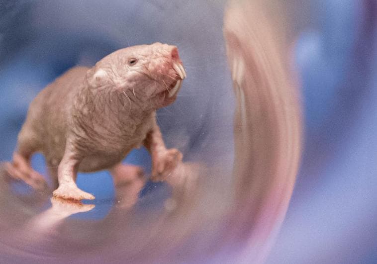 La rata topo desnuda esconde el secreto de la fertilidad femenina hasta la vejez