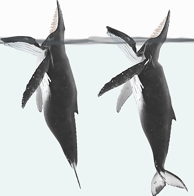 Diagrama de una ballena jorobada alimentándose con trampa