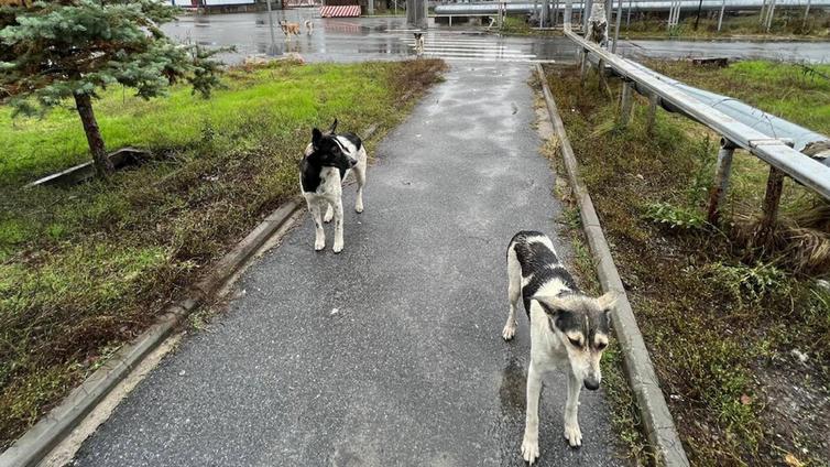 ¿Está creando la radiación en Chernóbil una nueva raza de perros?
