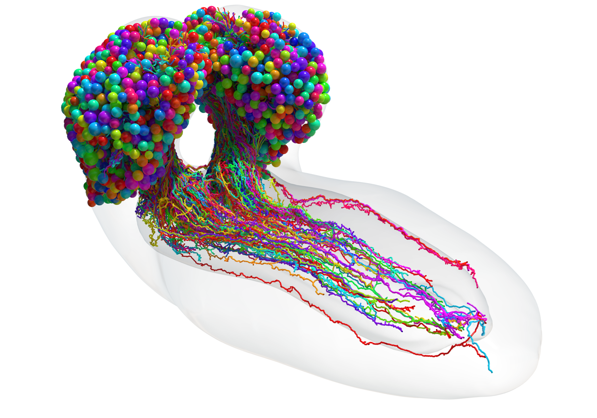 El conjunto completo de neuronas en el cerebro de un insecto, que se reconstruyó mediante microscopía electrónica de resolución de sinapsis