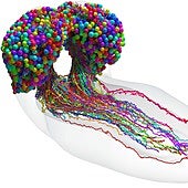 El primer mapa completo del 'cableado' del cerebro de un insecto, paso clave para entender el comportamiento humano