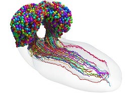 El primer mapa completo del 'cableado' del cerebro de un insecto, paso clave para entender el comportamiento humano