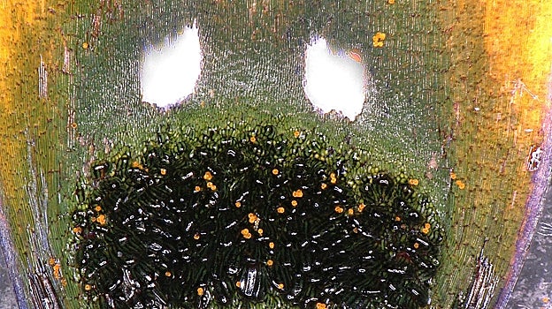 La margarita sudafricana produce una mosca falsa convincente en sus pétalos