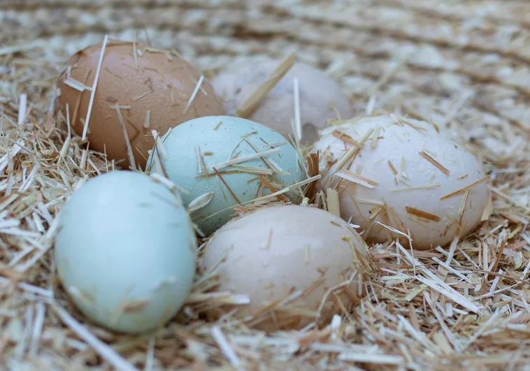¿Por qué las gallinas ponen huevos de diferentes colores? Incluso los hay rosas