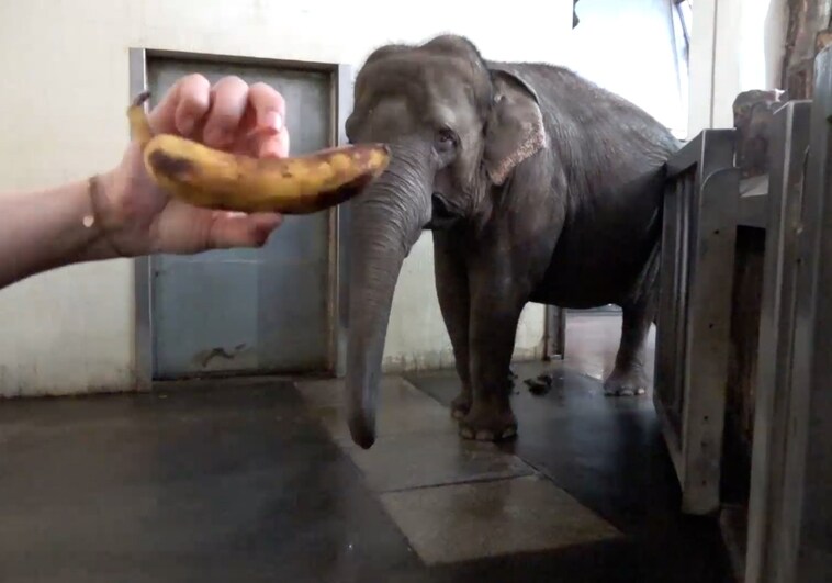 La elefanta que pela el plátano antes de comérselo