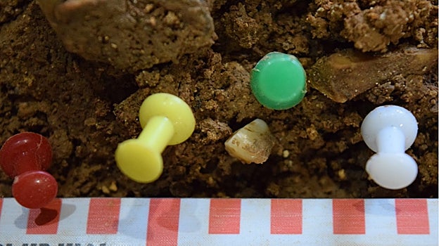 El pequeño diente de Vera, comparable a una chincheta