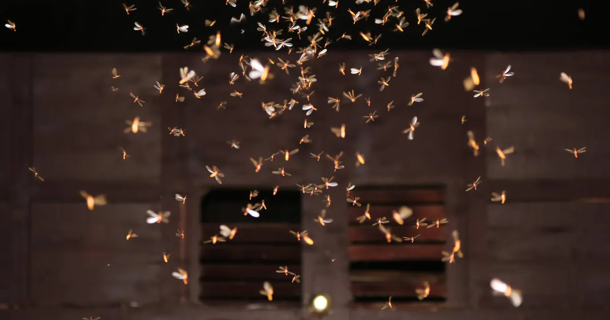 Esta puede ser la explicación definitiva de por qué los insectos se sienten  atraidos por la luz artificial
